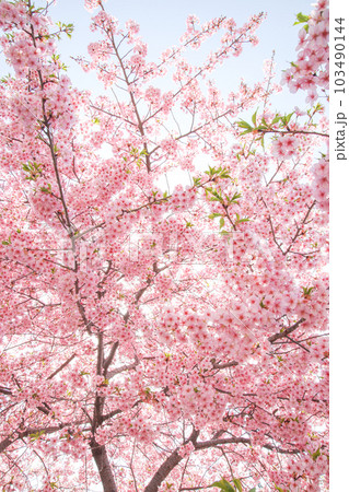 河津桜 河津桜 103490144