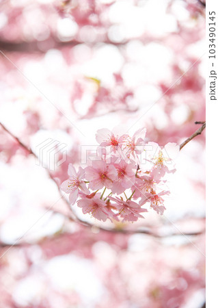 河津桜 河津桜 103490145