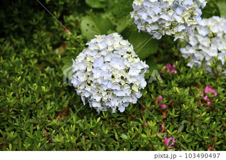 日本の横浜都市景観　雨に打たれる穴の開いた葉っぱ…紫陽花の花は…白っぽいまま…＝6月2日、横浜市内 103490497