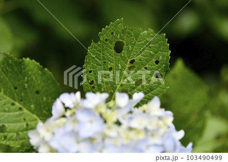 日本の横浜都市景観　雨に打たれる穴の開いた葉っぱ…紫陽花の花は…白っぽいまま…＝6月2日、横浜市内 103490499