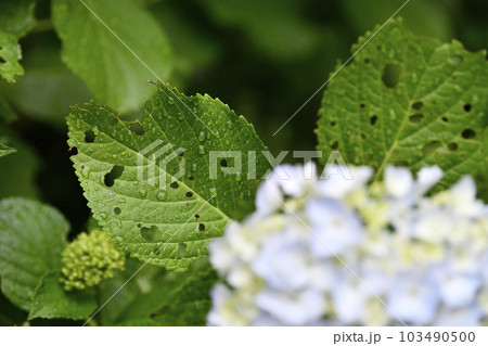 日本の横浜都市景観　雨に打たれる穴の開いた葉っぱ…紫陽花の花は…白っぽいまま…＝6月2日、横浜市内 103490500