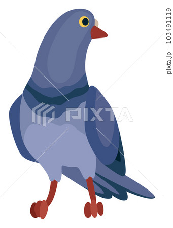 Funny pigeon character. Cartoon dove isolated on white background. Wild winged creature, urban fauna 103491119