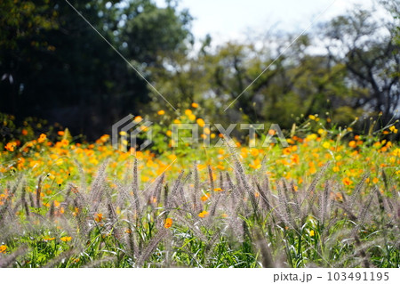 キバナコスモス、黄花コスモス、Cosmos、sulphureus、花、黄色、コスモス、日本、東京、庭 103491195