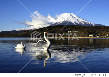 白鳥と富士山 白鳥と富士山 103491211