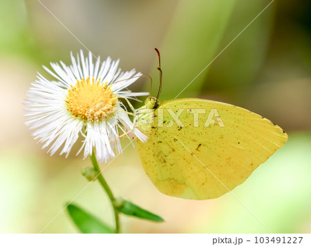 キチョウ 103491227