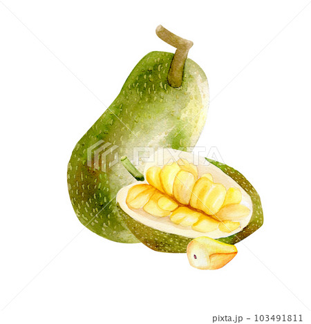 Tropical fruits collection. Watercolor jackfruit isolated composition on white backgrond 103491811