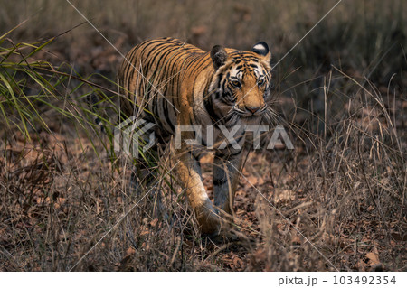 Bengal tiger walks through grass towards camera 103492354