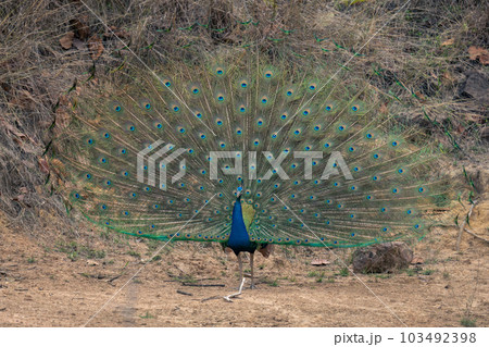 Indian peacock stands displaying feathers near rocks 103492398