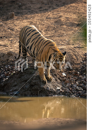 Bengal tiger stands staring down at waterhole 103492428