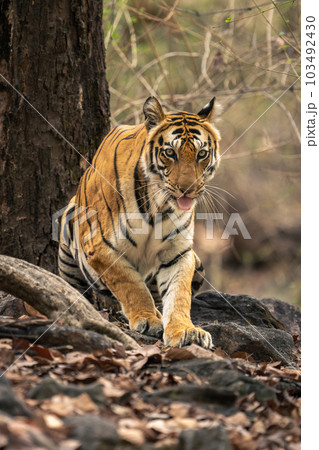 Bengal tiger stands up among tree roots 103492430