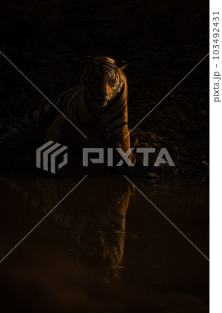 Bengal tiger stands watching reflection in waterhole 103492431