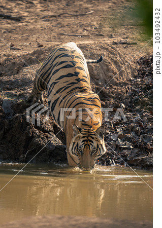 Bengal tiger steps into waterhole in sunshine 103492432
