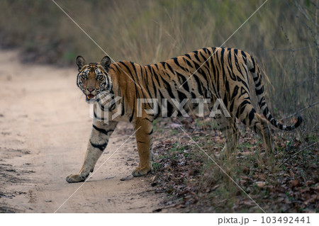 Bengal tiger walks across track watching camera Bengal tiger walks across track watching camera 103492441