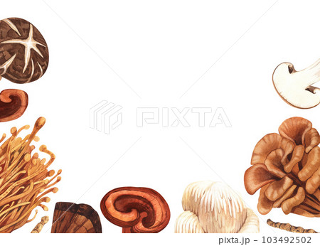 Watercolor medicinal mushroom frame, adaptogenic plant. Hand-drawn illustration isolated on white background. Perfect concept for healthy chinese medicine popular superfood, design packing. Watercolor medicinal mushroom frame, adaptogenic plant. Hand-drawn illustration isolated on white background. Perfect concept for healthy chinese medicine popular superfood, design packing. 103492502