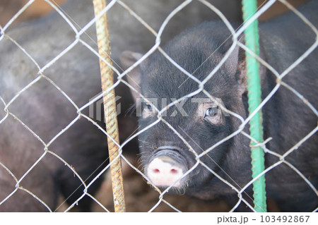 Pig in the aviary. Vietnamese pig with sad eyes Pig in the aviary. Vietnamese pig with sad eyes 103492867