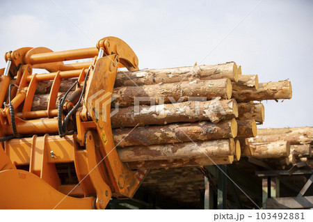 Wood processing industry. Loader with logs. Industrial wood processing 103492881