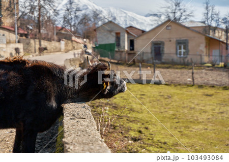 A young bull enjoys the early spring sunshine while basking by the fence along the road. 103493084