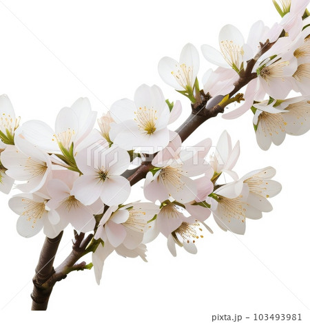 Beautiful Flower  103493981