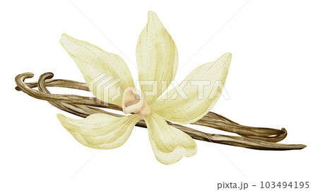 Vanilla Flower with Sticks. Watercolor hand drawn illustration of yellow orchid Flower and pods on white isolated background. Drawing of spice for cooking or aroma oils. sketch of herbal ingredient. Vanilla Flower with Sticks. Watercolor hand drawn illustration of yellow orchid Flower and pods on white isolated background. Drawing of spice for cooking or aroma oils. sketch of herbal ingredient. 103494195