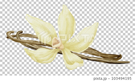 Vanilla Flower with Sticks. Watercolor hand drawn illustration of yellow orchid Flower and pods on white isolated background. Drawing of spice for cooking or aroma oils. sketch of herbal ingredient. Vanilla Flower with Sticks. Watercolor hand drawn illustration of yellow orchid Flower and pods on white isolated background. Drawing of spice for cooking or aroma oils. sketch of herbal ingredient. 103494195