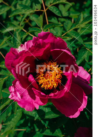 Pink flower peonies flowering on background pink flowers. 103496634