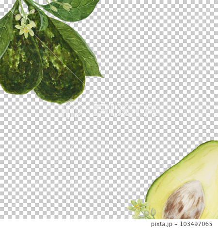 Frame of avocado watercolor hand drawn realistic illustrations. Green and fresh arts of salad, sauce, guacamole, smoothie ingredient. For textile, menu, cards, paper, package design 103497065