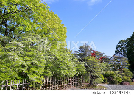 四季折々の表情を見せる日本の庭園（どうだん亭　旧浅井家住宅離れ　愛知県 尾張旭市） 103497148