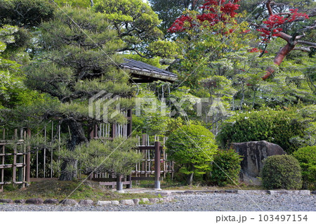四季折々の表情を見せる日本の庭園(どうだん亭 旧浅井家住宅離れ 愛知県 尾張旭市) 四季折々の表情を見せる日本の庭園(どうだん亭 旧浅井家住宅離れ 愛知県 尾張旭市) 103497154