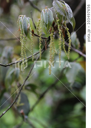 初夏に咲いた、アラカシの花 103497656