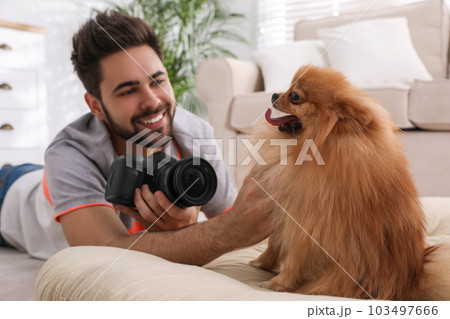 Professional animal photographer taking picture of beautiful Pomeranian spitz dog at home 103497666