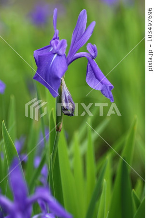 田植え前の田の脇に咲く、カキツバタ 103497696
