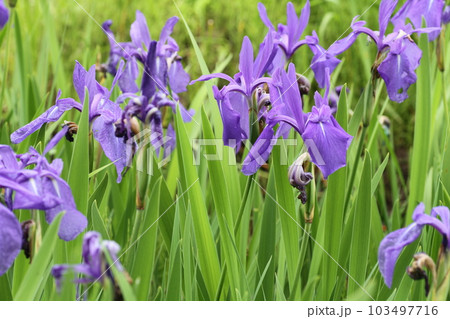 田植え前の田の脇に咲く、カキツバタ 103497716