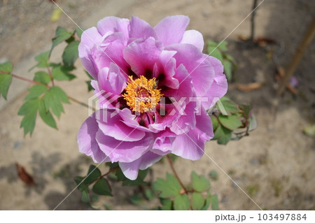 ボタンの花 103497884