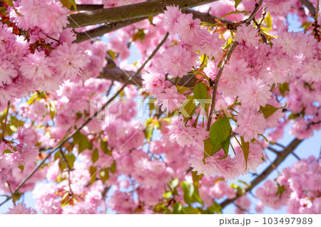 Cherry blossom sakura flowers. Spring Pink flowers background. Cherry blossom tree on the background of the blue sky. 103497989