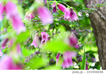 庭のホタルブクロ 103498096