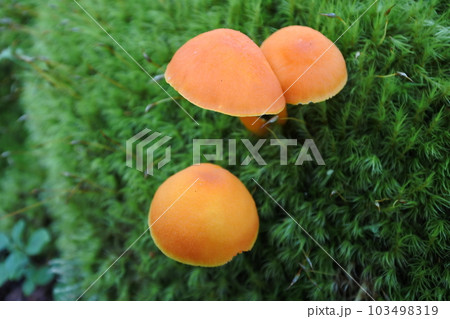 茸、菌類、 103498319