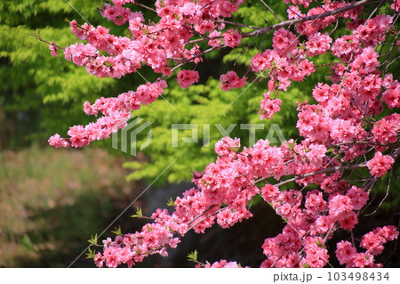 関山桜 関山桜 103498434