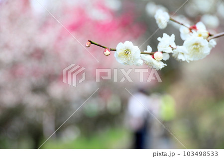白梅の花 草思梅 白梅の花 草思梅 103498533