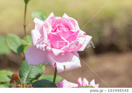 バラ【品種:ラ・フランス】 バラ【品種:ラ・フランス】 103498548