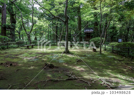 金鳳山平林寺の放生池前の庭園苔に差し込む木漏れ日 103498628