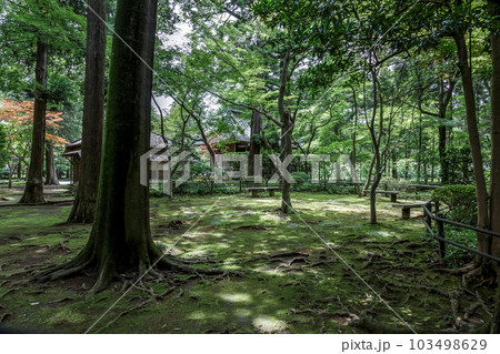金鳳山平林寺の放生池前の庭園苔に差し込む木漏れ日 103498629