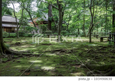 金鳳山平林寺の放生池前の庭園苔に差し込む木漏れ日 103498630