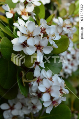 大島紬の染料や薬用などにシャリンバイ(車輪梅) 大島紬の染料や薬用などにシャリンバイ(車輪梅) 103498662