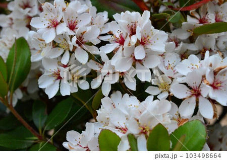 大島紬の染料や薬用などにシャリンバイ（車輪梅) 103498664