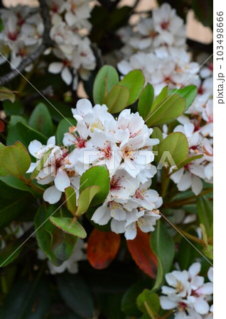 大島紬の染料や薬用などにシャリンバイ（車輪梅) 103498666