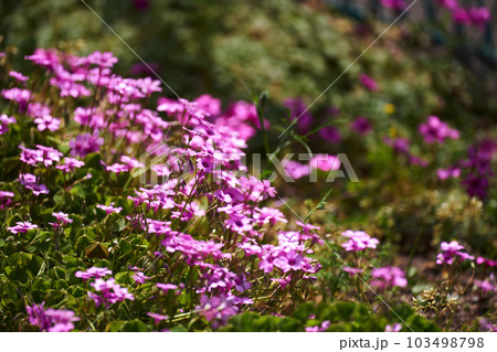 カタバミ・花・ピンク・野草・雑草・野花・アップ 103498798