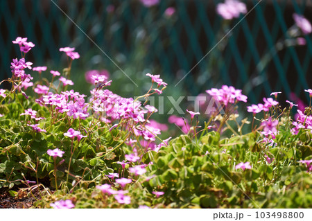 カタバミ・花・ピンク・野草・雑草・野花・アップ カタバミ・花・ピンク・野草・雑草・野花・アップ 103498800