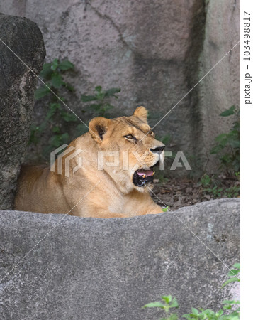 座るライオン(メス) 座るライオン(メス) 103498817