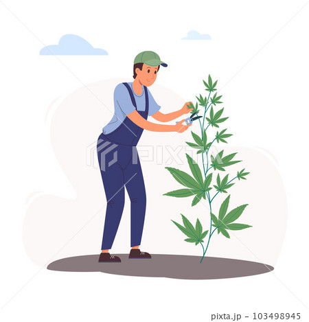 A worker cuts leaves on a hemp bush using a pruner. Vector illustration of cultivating cannabis in flat style. Indica and sativa for medicine and recreation. Trimming Marijuana Leaf from Cannabis A worker cuts leaves on a hemp bush using a pruner. Vector illustration of cultivating cannabis in flat style. Indica and sativa for medicine and recreation. Trimming Marijuana Leaf from Cannabis 103498945