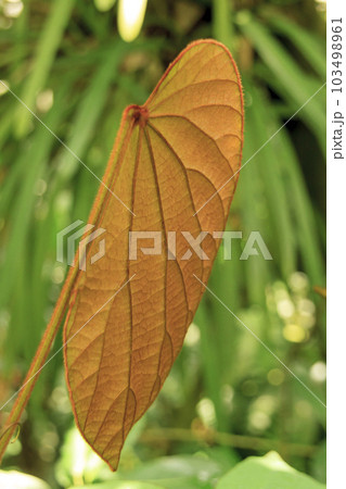 バウヒニア・アウレイフォニアの造形的な葉 バウヒニア・アウレイフォニアの造形的な葉 103498961